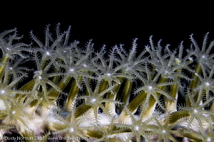 "Field of Flowers"
A Landscape view of coral polyps. by Dusty Norman 